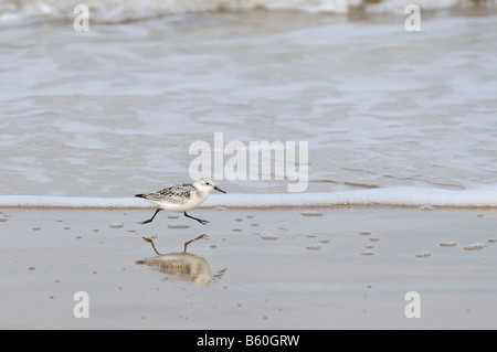 Sanderling Calidris Alba single Vogel entlang Tideline North Norfolk UK Stockfoto