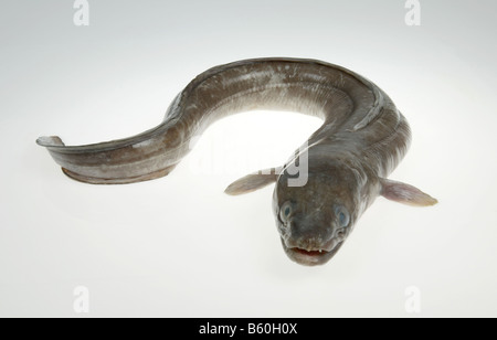 Meeraal, Meerwasser Fische Stockfoto