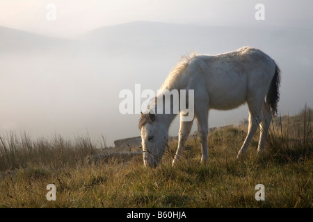 Nebel am Roughtor Bodmin moor cornwall Stockfoto