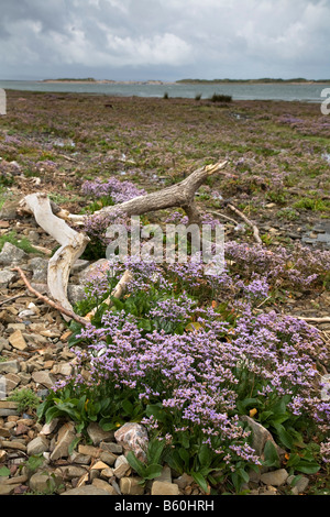 Strandflieder Limonium Vulgare Taw Mündung devon Stockfoto