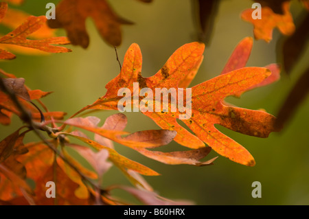 Weiße Eiche Blätter im Herbst, die rote gemacht haben Stockfoto