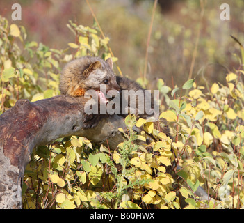 Amerikanische Baummarder Stockfoto