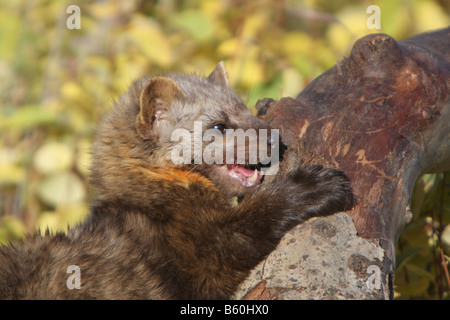 Amerikanische Baummarder Stockfoto