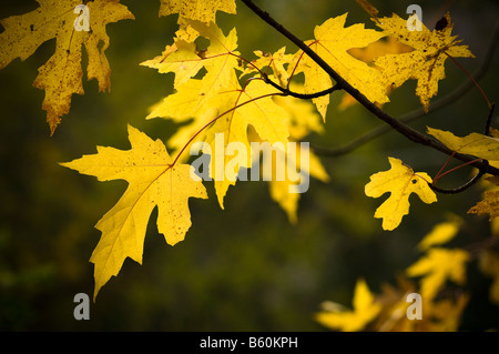 Silber-Ahorn Blätter im Herbst. Stockfoto