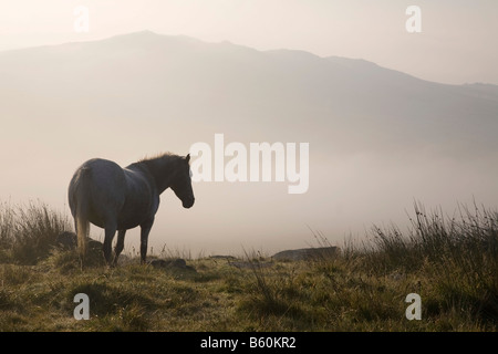 Nebel am Roughtor Bodmin moor cornwall Stockfoto