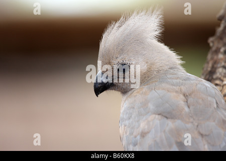 Graue graue Lourie oder Go-away Vogel Corythaixoides concolor Stockfoto