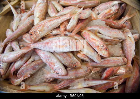 Fangfrischen Fisch zum Verkauf im Ladengeschäft Stockfoto