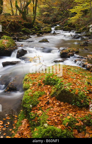 Stream über Buchenholz im Herbst. Birks Aberfeldy, Perth und Kinross, Schottland, Großbritannien Stockfoto