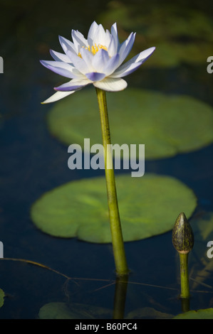 Wasser Lilly Nymphaea Violacea Blume und Blätter Wasser schwimmende mehrjährige Fogg Dam Northern Territory Australien September Stockfoto