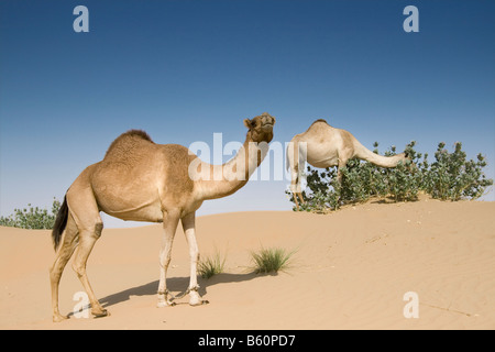 Ein paar Kamele in der Al Awir Wüste in der Nähe von Dubai, Vereinigte Arabische Emirate Stockfoto
