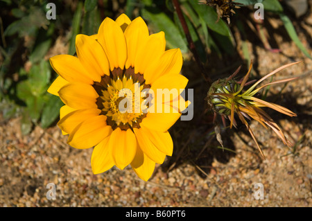 Herbers Arctotis hautnah sp von der Blume Wagin Western Australia September Stockfoto
