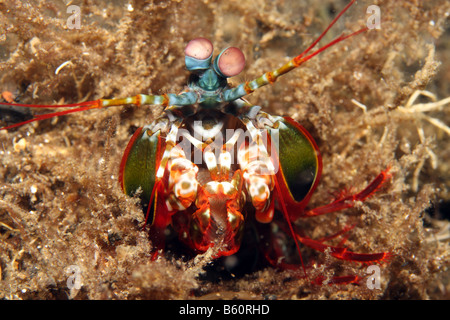 Fangschreckenkrebse Odontodactylus scyllarus Stockfoto