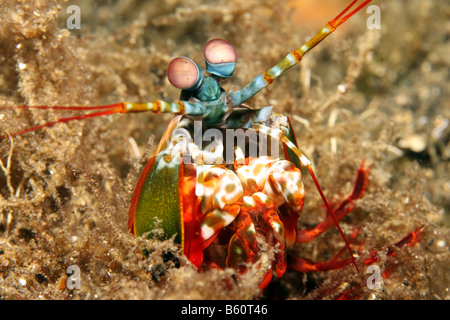 Fangschreckenkrebse Odontodactylus scyllarus Stockfoto