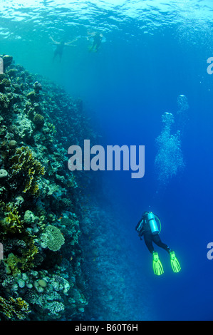 Wand Tauchen Taucher auf einer tiefen Wand, Rotes Meer Stockfoto