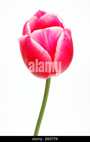 Rote Tulpe (Tulipa) Stockfoto