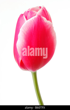 Rote Tulpe (Tulipa) Stockfoto