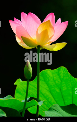 Rosa Lotusblume (Nelumbo) mit einer Knospe Stockfoto