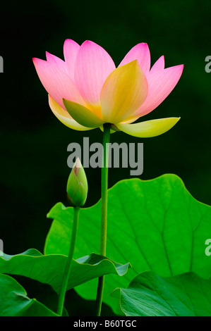 Rosa Lotusblume (Nelumbo) mit einer Knospe Stockfoto