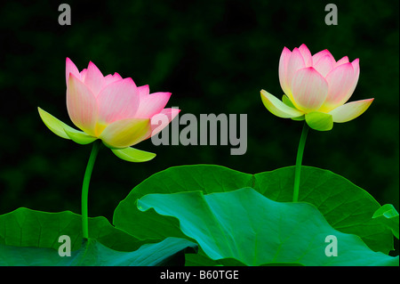 Pink Lotus (Nelumbo) Blumen Stockfoto
