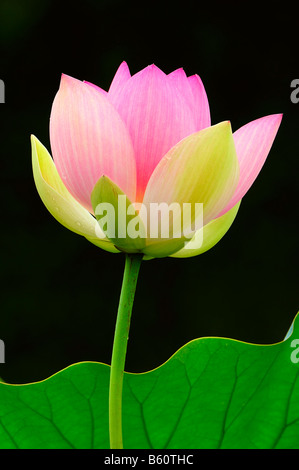 Rosa Lotusblume (Nelumbo) Stockfoto