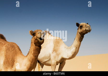 Ein paar wilde Kamele in der Al Awir Wüste in der Nähe von Dubai, Vereinigte Arabische Emirate Stockfoto