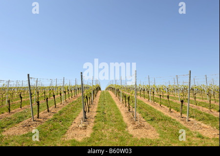 Weinberg im Frühjahr in der Nähe von Volkach, Franken, Niederbayern Stockfoto