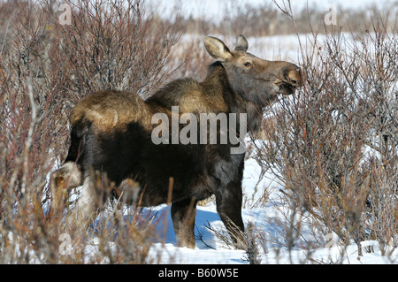 Elch (Alces Alces) Kalb Essen Äste im Spätwinter, Halbinsel Kenai, Alaska, USA, Nordamerika Stockfoto