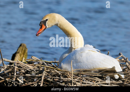 Höckerschwan (Cygnus Olor) brütet auf ein Nest, Danube-Auen, Ulm, Baden-Württemberg Stockfoto