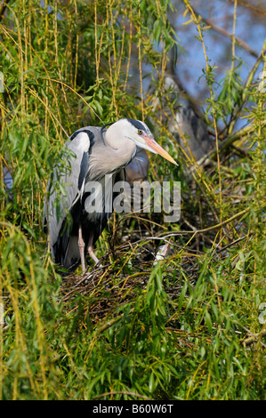 Graureiher (Ardea Cinerea) paar brütet in einem Nest, Mannheim, Baden-Württemberg Stockfoto