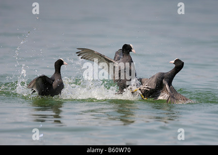 Eurasische Blässhuhn (Fulica Atra) territorialen kämpfen, Bodensee, Konstanz, Baden-Württemberg Stockfoto