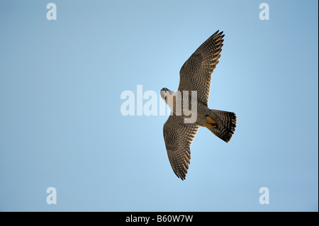 Wanderfalke (Falco Peregrinus) im Flug, Schwäbische Alb, Baden-Württemberg Stockfoto
