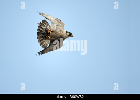 Wanderfalke (Falco Peregrinus) während des Fluges mit Beute, Schwäbische Alb, Baden-Württemberg Stockfoto
