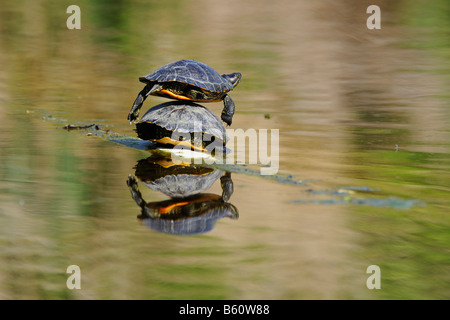 Rot-eared Slider Schildkröte (ist Scripta Elegans) Sonnenbaden, Stuttgart, Baden-Württemberg Stockfoto