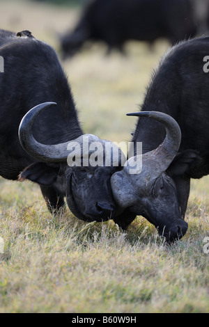 Afrikanische Büffel oder Cape-Büffel (Syncerus Caffer) engagiert in spielerische Kämpfe, Sweetwaters Game Reserve, Kenia, Ostafrika Stockfoto