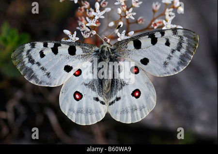 Apollon oder Berg-Apollo-Falter (schon Apollo), Schwäbische Alb, Baden-Württemberg Stockfoto