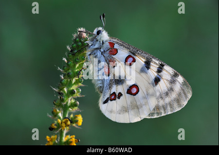 Apollon oder Berg-Apollo-Falter (schon Apollo), Schwäbische Alb, Baden-Württemberg Stockfoto