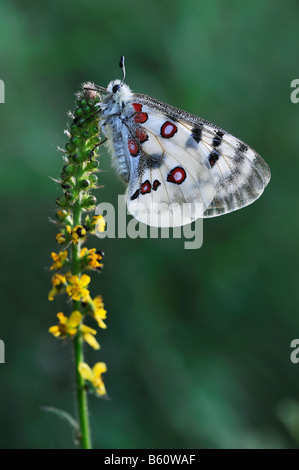 Apollon oder Berg-Apollo-Falter (schon Apollo), Schwäbische Alb, Baden-Württemberg Stockfoto