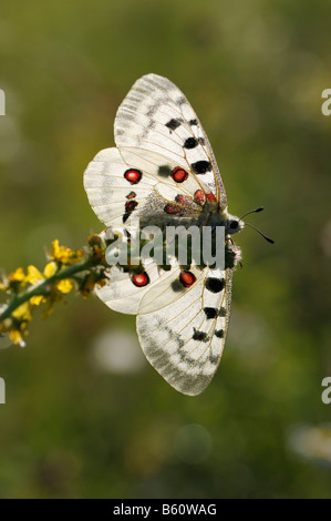 Apollon oder Berg-Apollo-Falter (schon Apollo), Hintergrundbeleuchtung, Schwäbische Alb, Baden-Württemberg Stockfoto