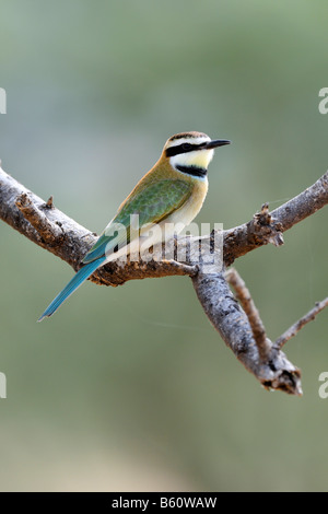 Weiße-throated Bienenfresser (Merops Albicollis) thront auf einem Ast, Samburu National Reserve, Kenia, Ostafrika Stockfoto