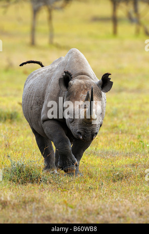 Spitzmaulnashorn (Diceros Bicornis) angreifen, Sweetwater Game Reserve, Kenia, Ostafrika Stockfoto