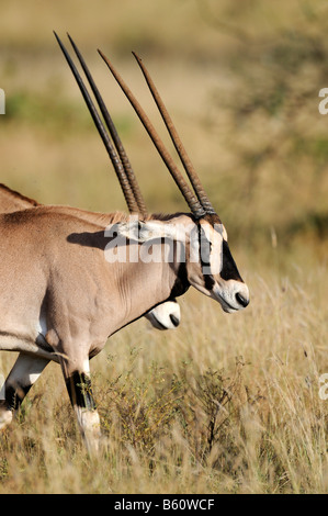 Gemsbock oder Oryx-Antilope (Oryx Gazella), Porträt, Samburu National Reserve, Kenia, Ostafrika, Afrika Stockfoto