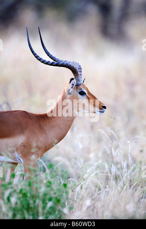 Impala (Aepyceros Melampus) Bock, Porträt, Samburu National Reserve, Kenia, Ostafrika, Afrika Stockfoto