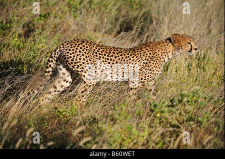 Gepard (Acinonyx Jubatus) im Morgengrauen, Samburu National Reserve, Kenia, Ostafrika, Afrika Stockfoto