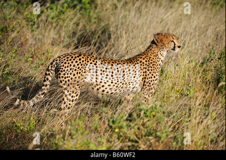 Gepard (Acinonyx Jubatus) im Morgengrauen, Samburu National Reserve, Kenia, Ostafrika, Afrika Stockfoto