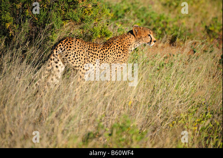 Gepard (Acinonyx Jubatus) im Morgengrauen, Samburu National Reserve, Kenia, Ostafrika, Afrika Stockfoto