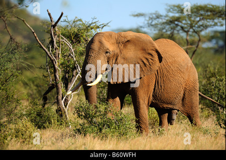 Afrikanischer Bush Elefant (Loxodonta Africana), Stier, Samburu National Reserve, Kenia, Ostafrika, Afrika Stockfoto