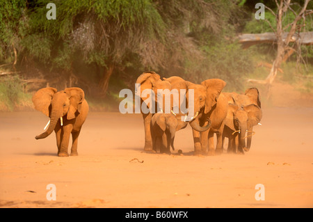 Afrikanischer Bush Elefant (Loxodonta Africana) Herde stehen in einem Sandsturm, Afrika, Ostafrika, Samburu National Reserve, Kenia Stockfoto