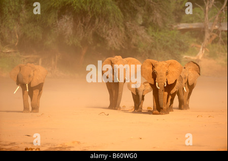 Afrikanischer Bush Elefant (Loxodonta Africana) Herde stehen in einem Sandsturm, Afrika, Ostafrika, Samburu National Reserve, Kenia Stockfoto