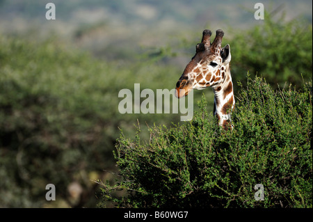 Somalische Giraffe oder retikuliert Giraffe (Giraffa Plancius Reticulata), Porträt, Samburu National Reserve, Kenia Stockfoto