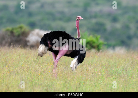 Massai-Strauß (Struthio Camelus Massaicus), Nairobi-Nationalpark, Kenia, Ostafrika, Afrika Stockfoto